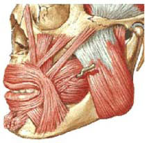 Imagem Músculos Facial